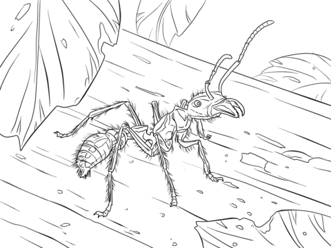 Bullet Ant Coloring Page